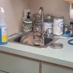 Companion Animal Hospital