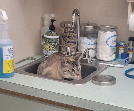 Companion Animal Hospital