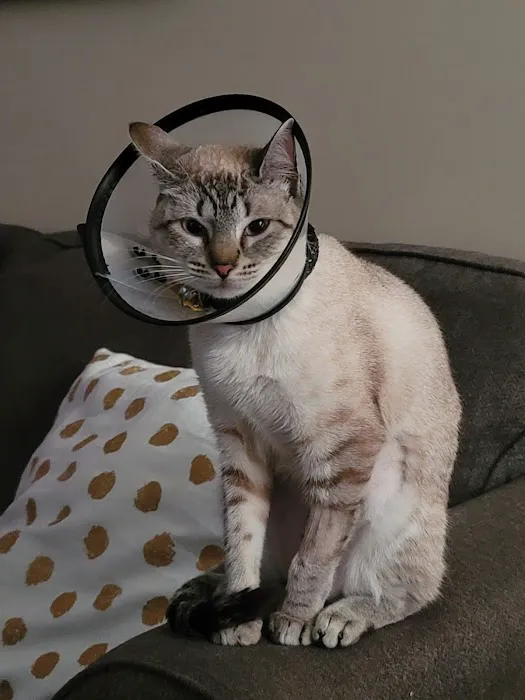 Companion Animal Hospital Picture 5