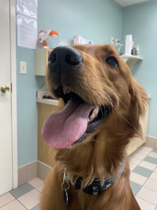 Companion Animal Hospital Picture 9