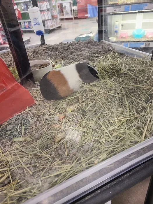 Petco Picture 4