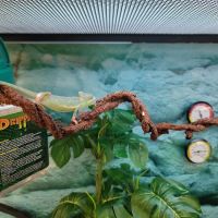 Petco ico