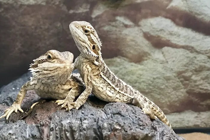 Petco Picture 9
