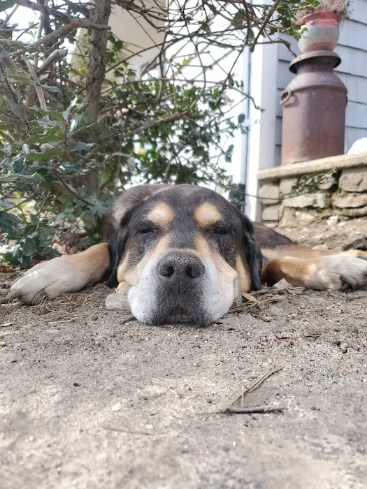 Holistic Pet Wellness Picture 3