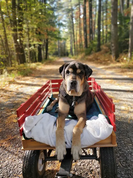 Holistic Pet Wellness Picture 6