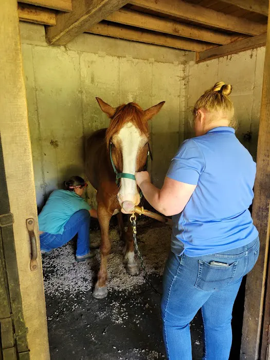 Twin Pines Equine Vet Services Picture 2