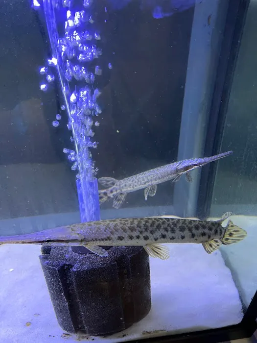 Fish Island Picture 5