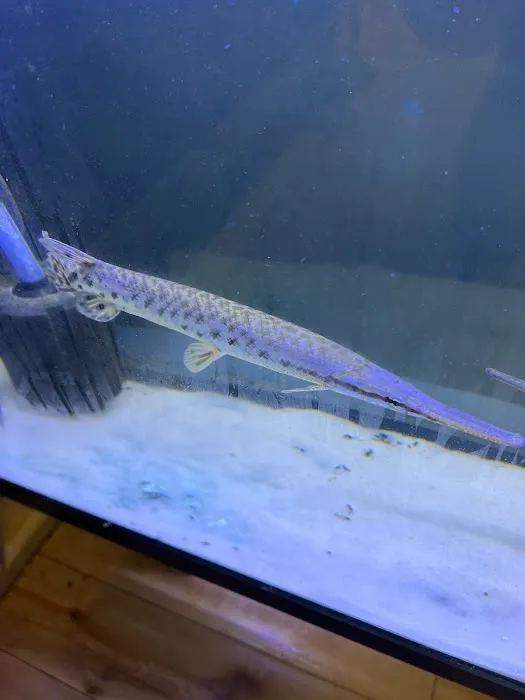Fish Island Picture 1