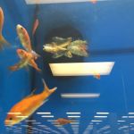 Petco