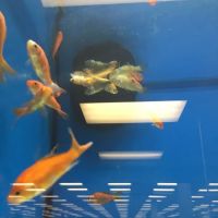 Petco ico