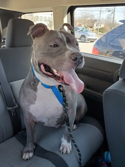 Four Paws Veterinary Services, PC Picture 6