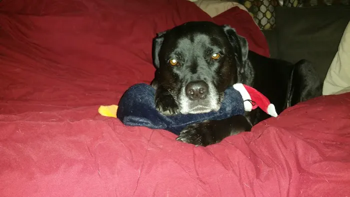 Four Paws Veterinary Services, PC Picture 8