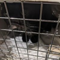 Four Paws Veterinary Services, PC ico