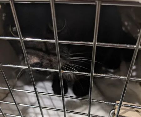 Four Paws Veterinary Services, PC