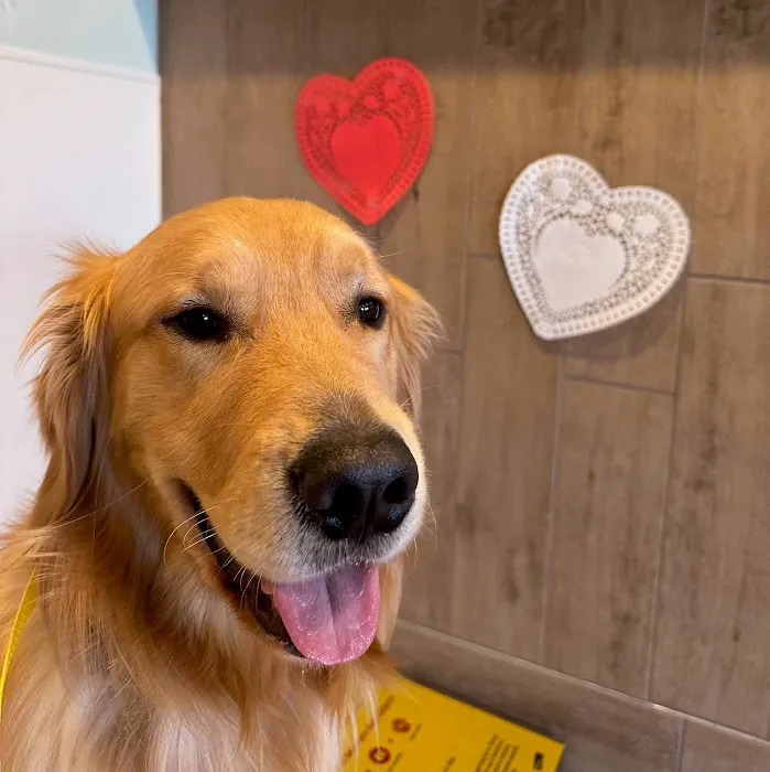Northeastern Veterinary Care Center Picture 10
