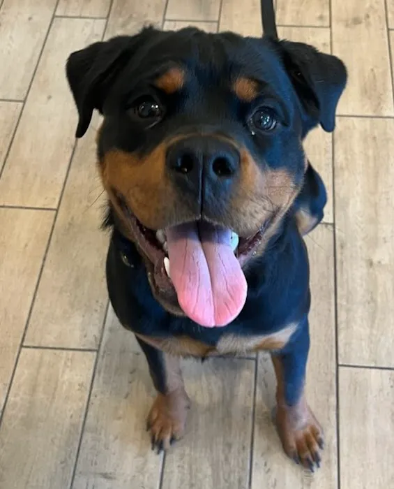 Northeastern Veterinary Care Center Picture 9