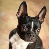 Kriser's Natural Pet ico