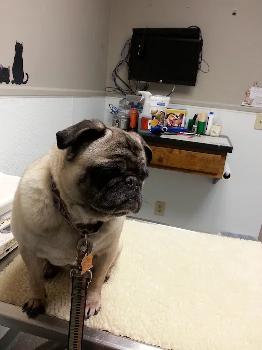 VCA Shaker Road Animal Hospital Picture 6