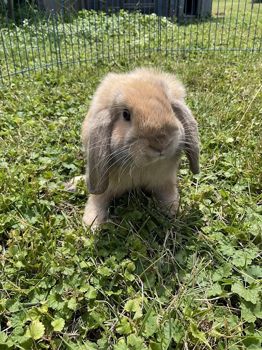 3 Rivers Pets Picture 9
