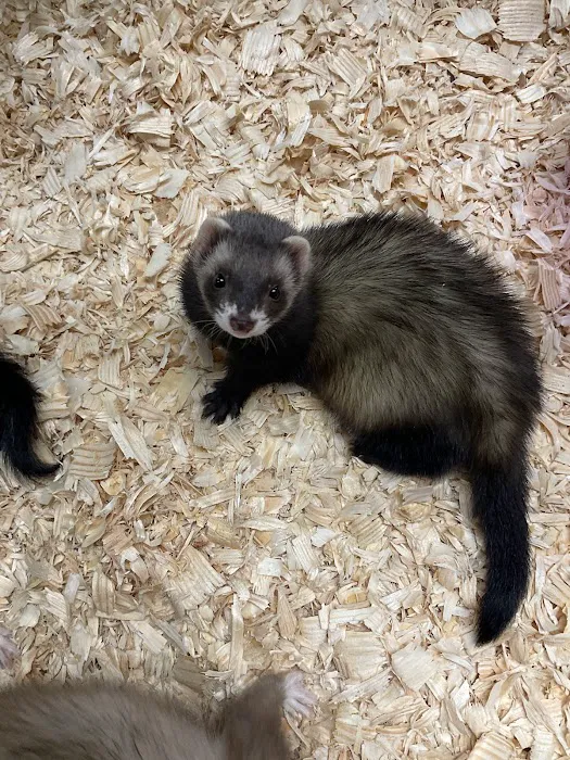 3 Rivers Pets Picture 6