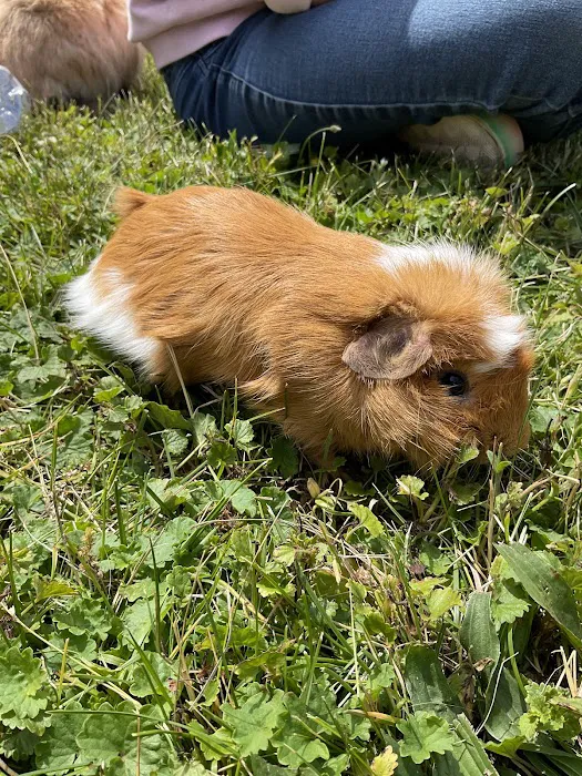 3 Rivers Pets Picture 1