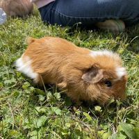3 Rivers Pets ico