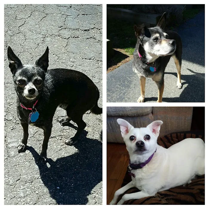 Ellington Center Animal Clinic Picture 9