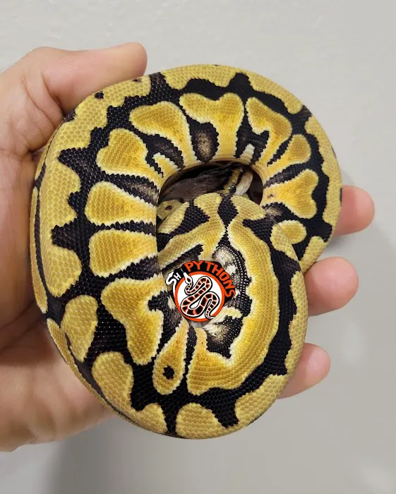 SH Pythons Picture 2