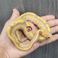 SH Pythons ico