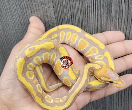 SH Pythons