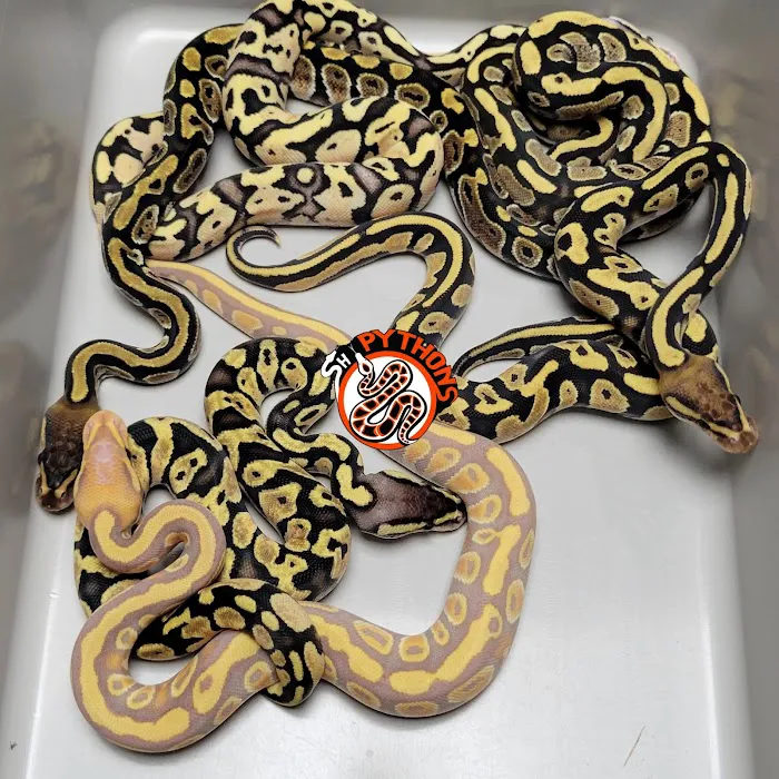 SH Pythons Picture 3