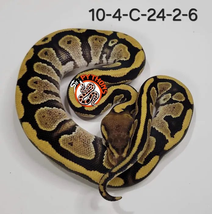 SH Pythons Picture 6