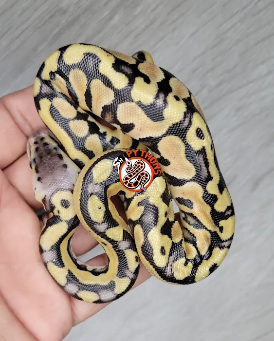 SH Pythons Picture 5