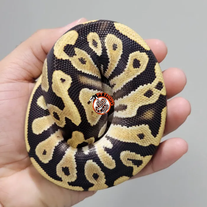 SH Pythons Picture 8