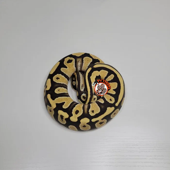 SH Pythons Picture 7