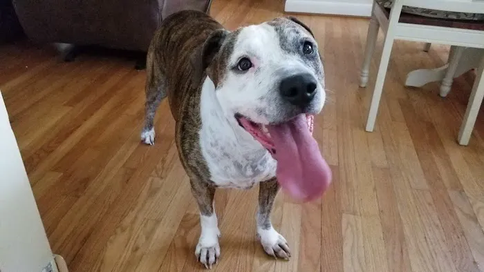 River Road Veterinary Center Picture 5