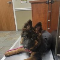 River Road Veterinary Center ico