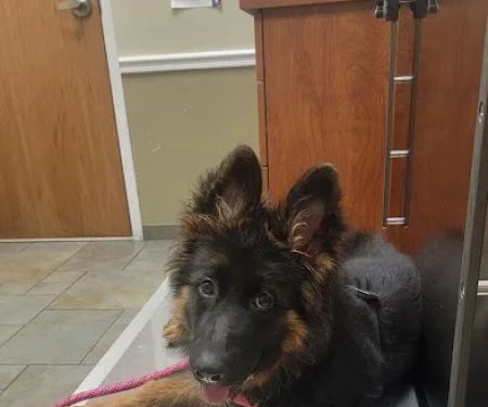 River Road Veterinary Center