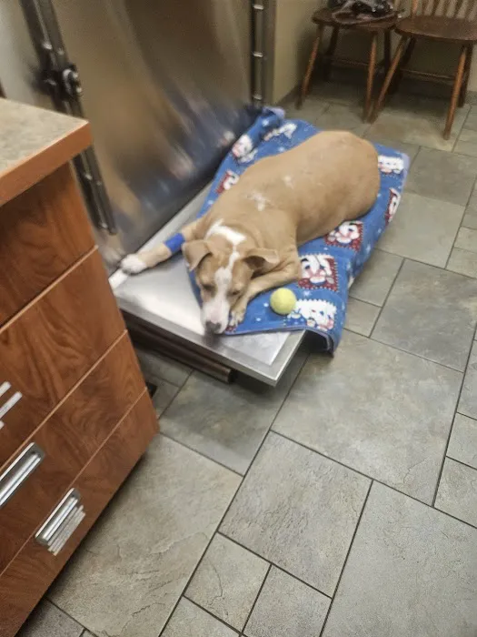 River Road Veterinary Center Picture 10
