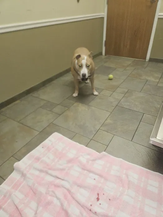 River Road Veterinary Center Picture 9