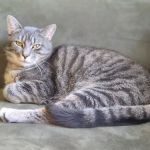Stafford Veterinary Center