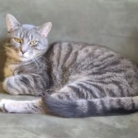 Stafford Veterinary Center ico