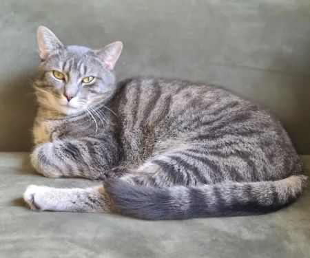 Stafford Veterinary Center