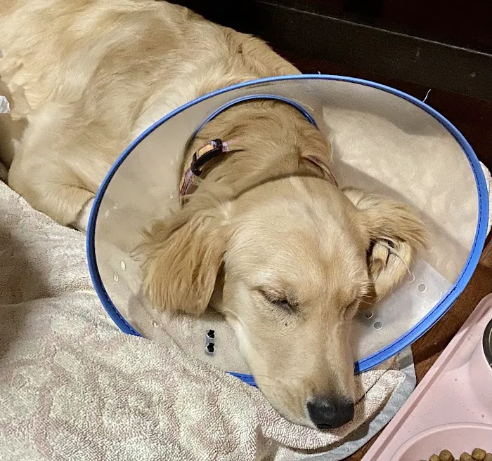 Stafford Veterinary Center Picture 2