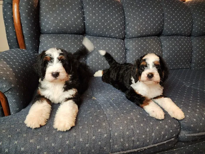 Blandford Animal Hospital Picture 5