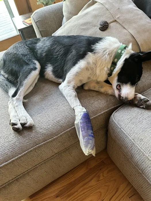 Blandford Animal Hospital Picture 10