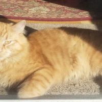 Blandford Animal Hospital ico