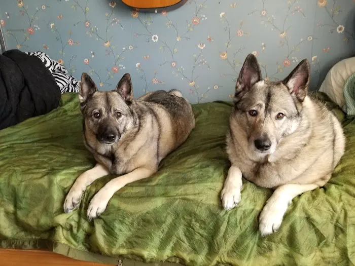 Blandford Animal Hospital Picture 8