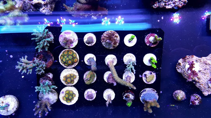 Sho Tank Aquariums Picture 8