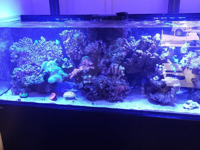 Sho Tank Aquariums Picture 3
